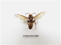 藏品(雙金環虎頭蜂)的圖片